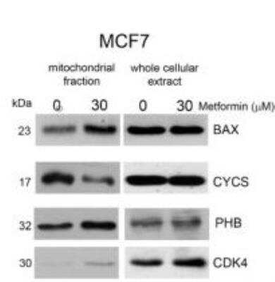 Western Blot: Cytochrome c Antibody (7H8.2C12)BSA Free [NB100-56503]