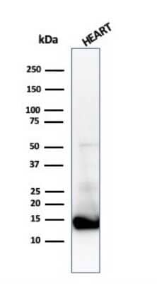 Western Blot: Cytochrome c Antibody (CTC05)Azide and BSA Free [NBP3-11456]