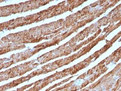 Immunohistochemistry-Paraffin: Cytochrome c Antibody (CTC05) - IHC-Prediluted [NBP2-48148]