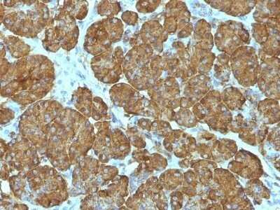 Immunohistochemistry-Paraffin: Cytochrome c Antibody (CYCS/1010) - Azide and BSA Free [NBP2-47693]