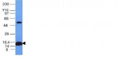 Western Blot: Cytochrome c Antibody (CYCS/1010)Azide and BSA Free [NBP2-47693]