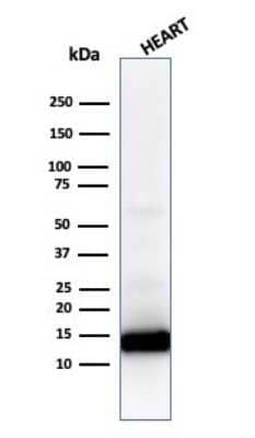 Western Blot: Cytochrome c Antibody (CYCS/1010)Azide and BSA Free [NBP2-47693]