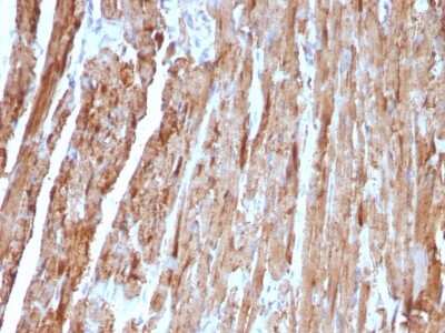 Immunohistochemistry-Paraffin: Cytochrome c Antibody (CYCS/1010) [NBP2-44446]