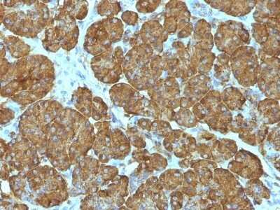 Immunohistochemistry-Paraffin: Cytochrome c Antibody (CYCS/1010) [NBP2-44446]