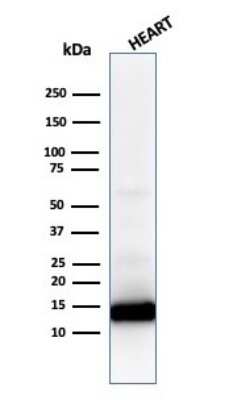 Western Blot: Cytochrome c Antibody (CYCS/1010) [NBP2-44446]