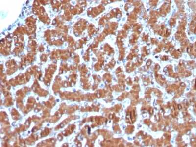 Immunohistochemistry-Paraffin: Cytochrome c Antibody (CYCS/3128R) - Azide and BSA Free [NBP3-08598]