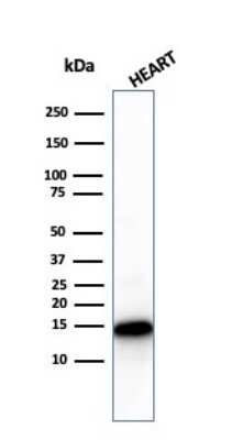 Western Blot: Cytochrome c Antibody (CYCS/3128R)Azide and BSA Free [NBP3-08598]