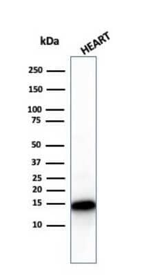 Western Blot: Cytochrome c Antibody (CYCS/3128R) [NBP3-07619]