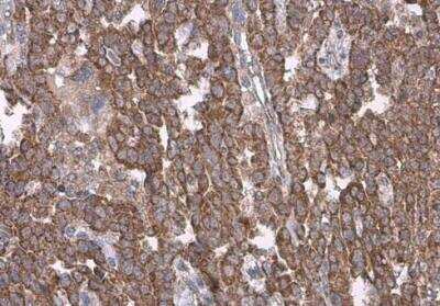 Immunohistochemistry-Paraffin: Cytochrome c Antibody [NBP2-21569]
