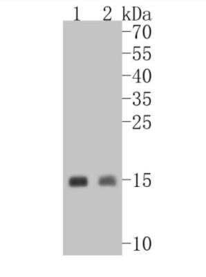 Western Blot: Cytochrome c Antibody (SC59-01) [NBP2-67558]