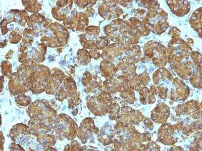 Immunohistochemistry-Paraffin: Cytochrome c Antibody (SPM389) - Azide and BSA Free [NBP2-47692]