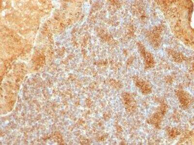 Immunohistochemistry-Paraffin: Cytochrome c Antibody (SPM389) - IHC-Prediluted [NBP2-48147]