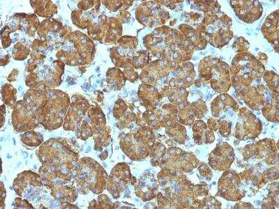 Immunohistochemistry-Paraffin: Cytochrome c Antibody (SPM389) - IHC-Prediluted [NBP2-48147]