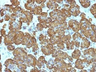 Immunohistochemistry-Paraffin: Cytochrome c Antibody (SPM389) [NBP2-44444]