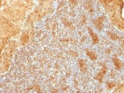 Immunohistochemistry-Paraffin: Cytochrome c Antibody (SPM389) [NBP2-44444]
