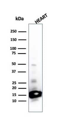 Western Blot: Cytochrome c Antibody (SPM389) [NBP2-44444]