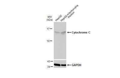 Western Blot: Cytochrome c Antibody [NBP2-21569]