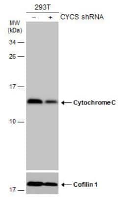 Western Blot: Cytochrome c Antibody [NBP2-21569]