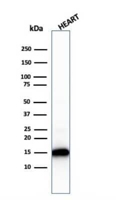 Western Blot: Cytochrome c Antibody (rCYCS/1010)Azide and BSA Free [NBP3-08588]