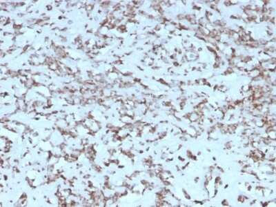 Immunohistochemistry-Paraffin: Cytochrome c Antibody (rCYCS/1010) [NBP3-07618]
