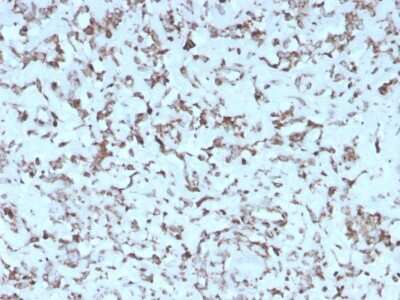 Immunohistochemistry-Paraffin: Cytochrome c Antibody (rCYCS/1010) [NBP3-07618]
