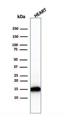 Western Blot: Cytochrome c Antibody (rCYCS/1010) [NBP3-07618]