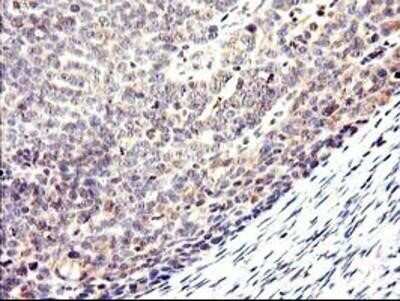 Immunohistochemistry-Paraffin: Cytochrome p450 2J2 Antibody (OTI5C5) [NBP2-01286]