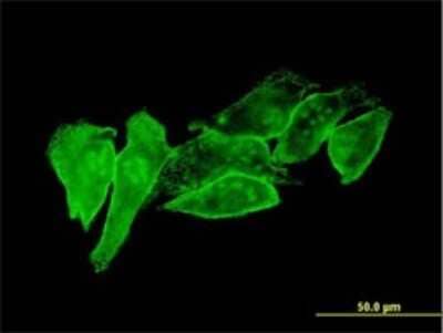 Immunocytochemistry/ Immunofluorescence: Cytohesin-1 Antibody (1D6) [H00009267-M01]