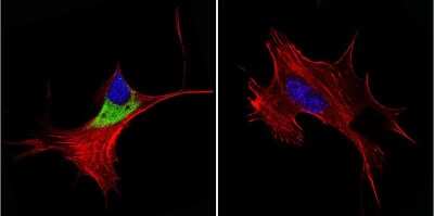 Immunocytochemistry/ Immunofluorescence: Cytohesin-1 Antibody (6G11) [NBP2-22513]