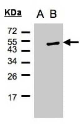 Western Blot: Cytohesin-1 Antibody [NBP2-15082]