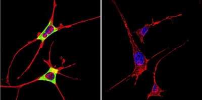 Immunocytochemistry/ Immunofluorescence: Cytohesin 2 Antibody (10A12) [NBP2-22514]