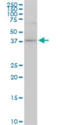 Western Blot: Cytohesin 2 Antibody (5E11) [H00009266-M01]