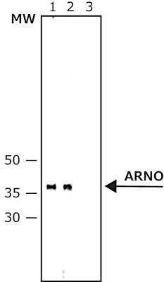 Western Blot: Cytohesin 2 Antibody (CYT2-21)BSA Free [NB120-12421]