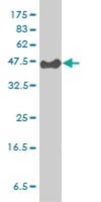 Western Blot: Cytohesin 3 Antibody (6D3-1A9) [H00009265-M01]