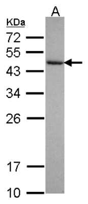 Western Blot: Cytohesin 3 Antibody [NBP2-16085]