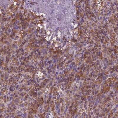 Immunohistochemistry: Cytohesin 4 Antibody [NBP2-49664]