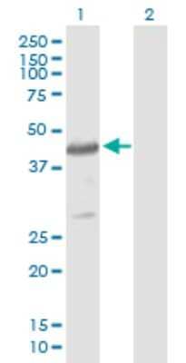 Western Blot: Cytohesin 4 Antibody [H00027128-B01P]
