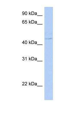 Western Blot: Cytohesin 4 Antibody [NBP1-56913]