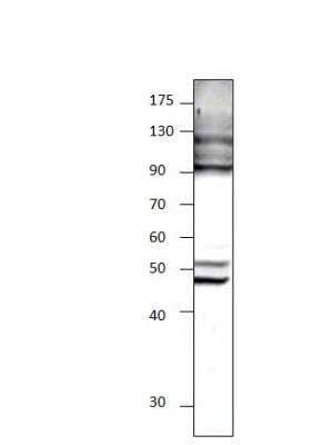 Western Blot: Cytohesin 4 Antibody [NBP3-12462]