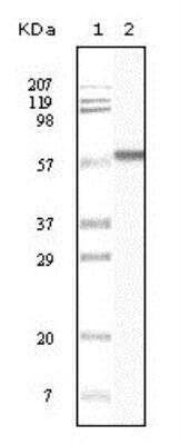 Western Blot: Cytokeratin 1 Antibody (3C10F7)BSA Free [NB110-89450]