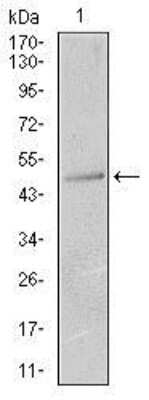 Western Blot: Cytokeratin 13 Antibody (3G4)BSA Free [NBP2-37468]