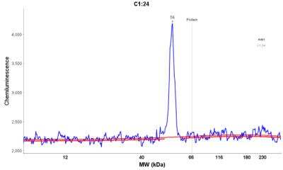 Simple Western: Cytokeratin 14 Antibody (LL002) [NBP2-34270]
