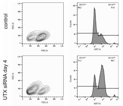Flow Cytometry: Cytokeratin 14 Antibody (SPM263) - Azide and BSA Free [NBP2-34403]