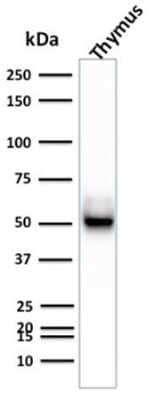 Western Blot: Cytokeratin 15 Antibody (KRT15/2957)Azide and BSA Free [NBP3-08478]