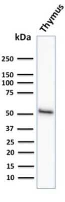 Western Blot: Cytokeratin 15 Antibody (KRT15/2958)Azide and BSA Free [NBP3-08569]