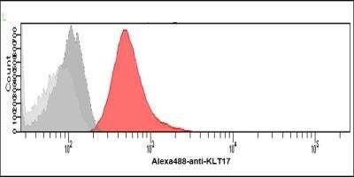 Flow Cytometry: Cytokeratin 17 Antibody (9F3) - BSA Free [NBP2-42619]