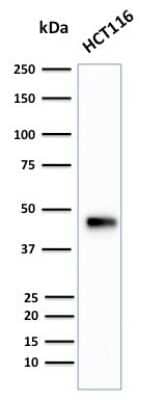 Western Blot: Cytokeratin 18 Antibody (B23.1) [NBP2-44952]