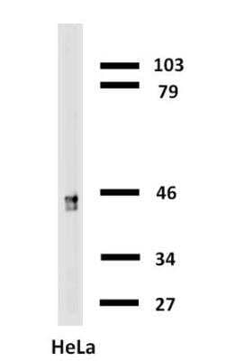 Western Blot: Cytokeratin 18 Antibody (C-04)BSA Free [NB500-306]