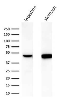 Western Blot: Cytokeratin 18 Antibody (C-04 (same as Ks18.04)) [NBP2-44951]