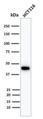 Western Blot: Cytokeratin 18 Antibody (Cocktail)Azide and BSA Free [NBP2-47978]